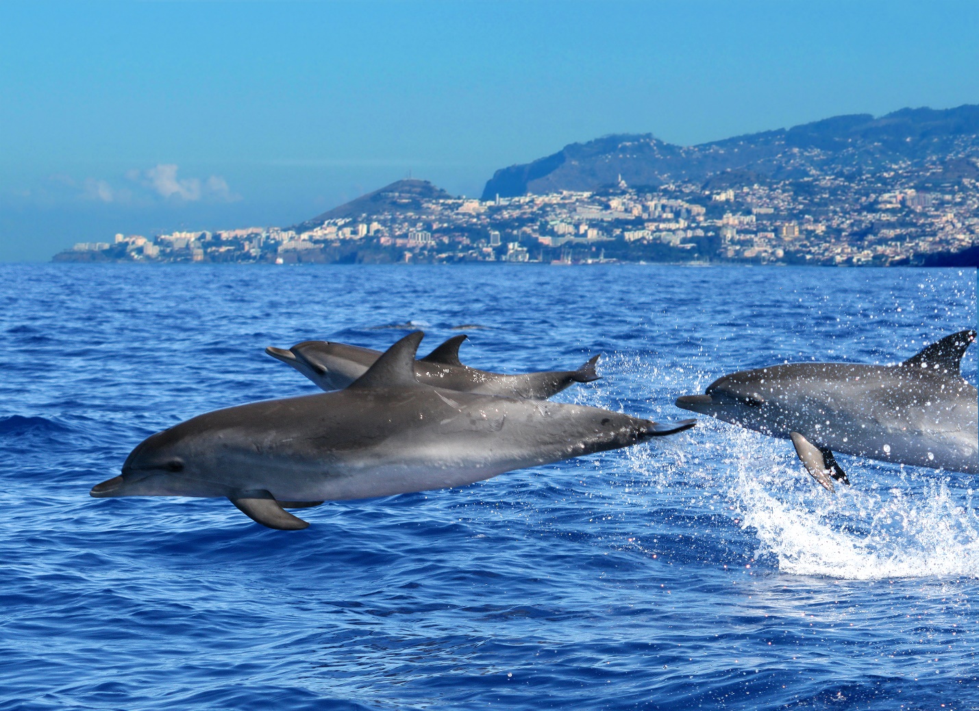 Dolphin and Whale Watching